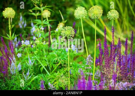 Purple Sage e giallo allium fiori su erba verde sfondo sfocato closeup, fioritura viola salvia e decorativo campo di tarassaco, prato estivo Foto Stock