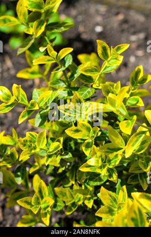 Ramo di Euonymus fortunei (nomi comuni mandrino o Fortune il mandrino, inverno superriduttore o wintercreeper), variegato cultivar 'Emerald 'n' Gold' vicino Foto Stock