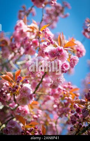 FloweringTabebuia Rosea fiore che sboccia in primavera , vibranti colori del sole Foto Stock