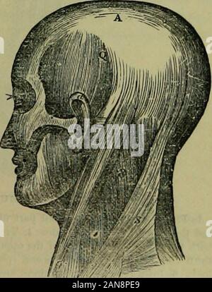 L'enciclopedia idropatici: un sistema di idropatia e igiene .. . I muscoli della testa del collo AJTD muscoli della schiena. I muscoli della schiena sono suddivisi in sei livelli. Primo strato : IVa muscoli: 1. Trapezius; nasce truffa il appet 102 un/ TOMT. linea curva del occipitis, ligamert del reck e spinen di thedorsal verteurae; inserito nella spina dorsale e acromion del scapjla,%nd scapolare terzo della clavicola. 2. Latissimus dorsi, copertura della figura 4 Foto Stock