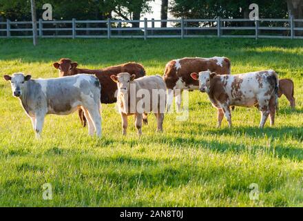 Mucche al pascolo in Irlanda rurale, sera luce solare estiva Foto Stock