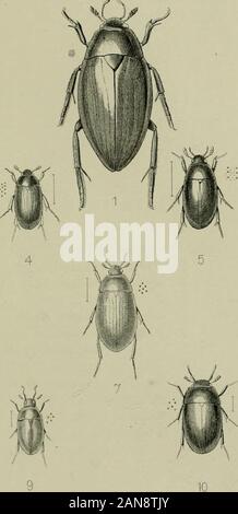 I coleotteri del British islandsA descrittivo per conto delle famiglie, generi e specie indigene in Gran Bretagna e in Irlanda, con note come per le località, habitat, etc . Foto Stock