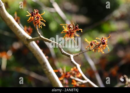 Hamamelis x intermedia "Aphrodite", Bodnant Gardens, Tal-y-Cafn, Conwy, Wales, Regno Unito Foto Stock