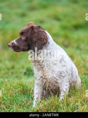 Un giovane, 18 mese vecchio, English Springer Spaniel durante un campo classe di formazione Foto Stock