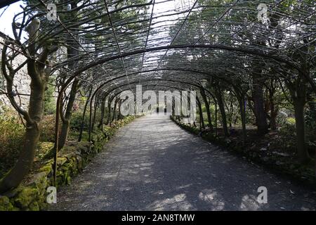 Il maggiociondolo arco in inverno con nessun fiori, Bodnant Gardens, Tal-y-Cafn, Conwy, Wales, Regno Unito Foto Stock