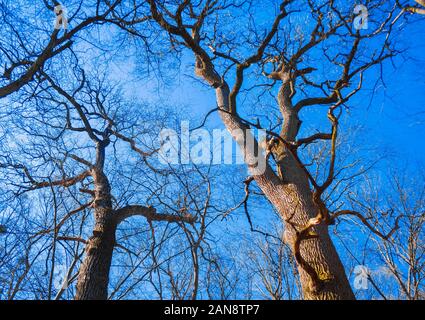 Grandi vecchi alberi di quercia senza foglie contro il cielo blu sfondo in primavera. Sfondo naturale Foto Stock