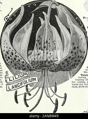Lampadine, piante e sementi per la semina autunnale : 1897 . Foto Stock