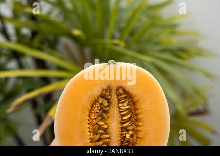 Dolci fresche melone arancione con un albero di palma sullo sfondo. Utile e ricco di vitamine il cibo. Vegetariani. Foto Stock