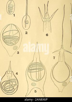 Il mensile americano microscopiche ufficiale . pubblicizzati da A. J. Doherty in riviste da gennaio ad aprile 1887, può essere sentthrough Business Alanager, P. O. Box 630, Washington, D. C, un paio di copie di Leidys Fresh-Water Rhizopods, del Nord America, può ancora essere avuto a soli 5 dollari 00 per copia.-P.O. Bo.x 630, Washington, D. C. rimesse dovrebbe essere fatto mediante vaglia postale, vaglia, o mediante il denaro inviato in lettere registrati. Draftsshould essere intestato a Washington, New York, Boston, Filadelfia, all'ordine del Manager. Il primo volume, 1880, è interamente fuori stampa. Il successo vol Foto Stock