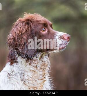 Un giovane, 18 mese vecchio, English Springer Spaniel durante un campo classe di formazione Foto Stock