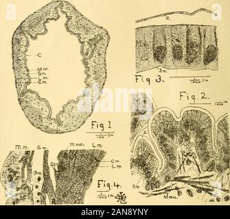 Il mensile americano microscopiche ufficiale . ides pubblicizzati da A. J. Doherty in riviste da gennaio ad aprile 1887, può essere sentthrough il Business Manager, P O. Box 630, Washington, D. C. un paio di copie di Leidys Fresh-Water Rhizopods, del Nord America, può ancora essere avuto a soli 5 dollari 00 per copia.-P.O. Box 630, Washington, D. C. rimesse dovrebbe essere fatto mediante vaglia postale, vaglia, o mediante il denaro inviato in lettere registrati. -Draftsshould essere intestato a Washington, New York, Boston, Filadelfia, all'ordine del Manager. Il primo volume, 1880, è interamente fuori stampa. Il successo Foto Stock