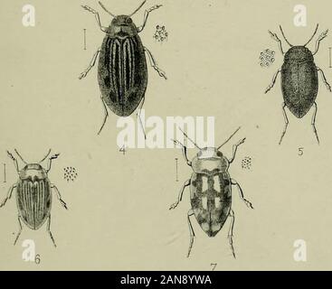 I coleotteri del British islandsA descrittivo per conto delle famiglie, generi e specie indigene in Gran Bretagna e in Irlanda, con note come per le località, habitat, etc . Foto Stock