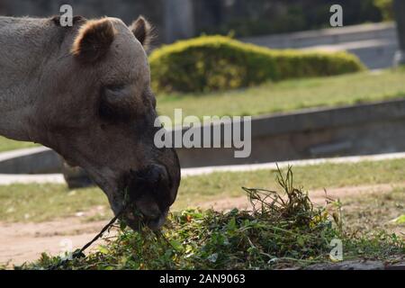 Camel mangiare erba Foto Stock