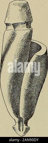 Ufficiale dell'Accademia di Scienze Naturali di Filadelfia . tazza inchiostrante dal distacco del columellaand i vortici interni. L'apertura è stata rivolta verso la superficie del tumulo,mentre al di sopra di esso, come se fosse una specie di copertura, è stato un grande sherd in frammenti. Packedwithin attentamente il guscio erano due piccole conchiglie marine ; un Fulgur, specie canaliculate/,, eun giovani Murex spinacostata da cui le spine erano stati accuratamente rimossi bygrinding ; un osso awl, scanalate intorno alla testa; un ornamento pendente stile 1 Procedimento Boston la società di Storia Naturale, Feb 15, 1893. 2 Op. eit., piede nota, Foto Stock