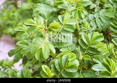 Coccinella insetto, wild cespugli di rose Foto Stock