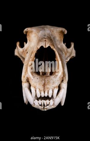 cranio di un orso polare - ursus maritimus visto dalla parte anteriore su uno sfondo nero Foto Stock