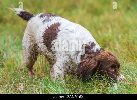 Un giovane, 18 mese vecchio, English Springer Spaniel durante un campo classe di formazione Foto Stock