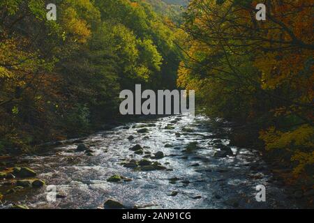 Bode nel Harz scorre attraverso la bella foresta autunnale Foto Stock