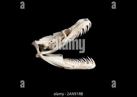 cranio di un grande serpente reticolare di pitone - malayopython reticulatus visto dal lato destro su uno sfondo nero Foto Stock