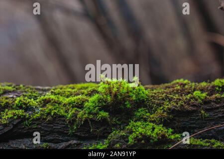 Colore verde brillante moss vegetazione che cresce sull'albero caduto. Nella foresta. Su un sfocata autunno sfondo bokeh di fondo. Vista da vicino Foto Stock