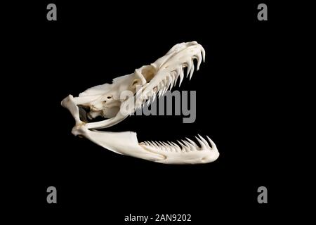 cranio di un grande serpente reticolare di pitone - malayopython reticulatus visto dal lato destro su uno sfondo nero Foto Stock