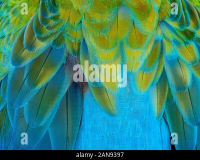 Primo piano di blu e giallo piume di tropicale Macaw parrot Foto Stock