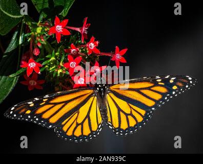 Claoeup di arancione e nero, natura, naturale, farfalla monarca (Danaus plexippuson) piccoli fiori di colore rosso con sfondo nero Foto Stock
