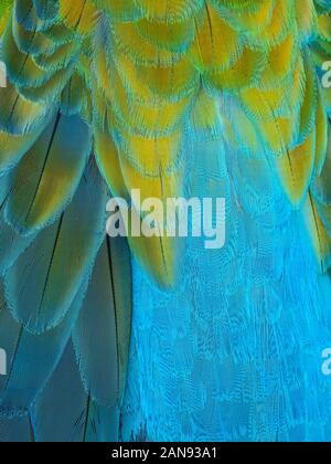 Primo piano di blu e giallo piume di tropicale Macaw parrot Foto Stock