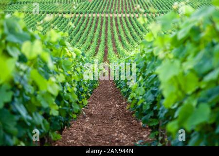 Closeup scatto panoramico righe estate vigneto paesaggio panoramico, piantagione, bellissima uva da vino rami, sole, cielo, terra di calcare. Concetto autunno grap Foto Stock