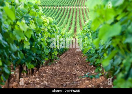 Closeup scatto panoramico righe estate vigneto paesaggio panoramico, piantagione, bellissima uva da vino rami, sole, cielo, terra di calcare. Concetto autunno grap Foto Stock