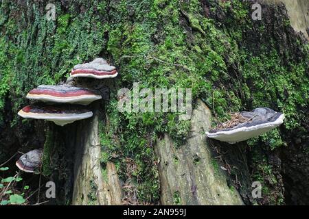 Fomitopsis pinicola, noto come il nastro rosso conk, rosso-belted staffa fungo, funghi selvatici dalla Finlandia Foto Stock