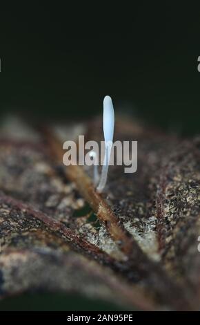 Typula setipes, un fungo clavarioid con nessun nome comune, funghi selvatici dalla Finlandia Foto Stock