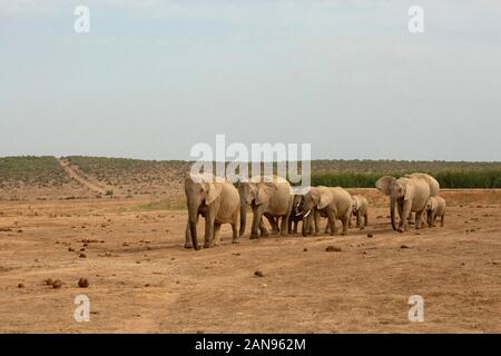 Branco di elefanti africani in una fila in Addo Elephant Park, Sud Africa Foto Stock
