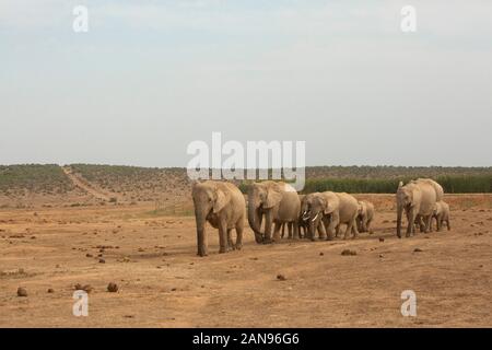 Branco di elefanti africani in una fila in Addo Elephant Park, Sud Africa Foto Stock