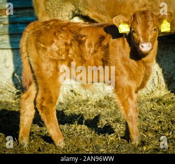 Alcuni neonati, giovani vitelli in una stalla Foto Stock