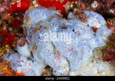Colore bluastro spugna incrostante (Phorbas tenacior) close-up nel Parco Naturale di Ses Salines (Formentera, Pityuses, isole Baleari, Mare mediterraneo, Spagna) Foto Stock
