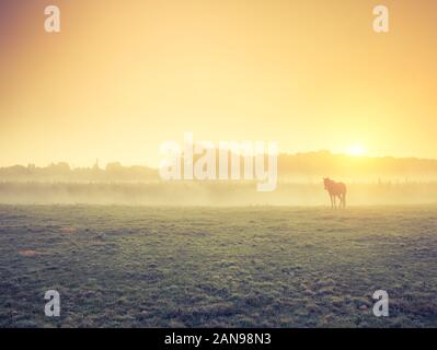 Cavalli arabi il pascolo su terreni adibiti a pascolo al tramonto in arancione raggi di sole. Drammatica scena di nebbia. Carpazi, Ucraina, l'Europa. Bellezza Mondo. Foto Stock