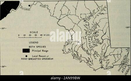 North American fauna . gration.-normale periodo: Agosto 20-25 a settembre20-25; picco, dal 25 agosto al 15 settembre. Extreme date di arrivo:agosto 15,1953, in Anne Arundel County (Sig.ra W. L. Henderson, la sig.ra G. Tappan); il 17 agosto 1945, in Prince Georges County.Extreme date di partenza: Ottobre 13, 1919 (M. J. Pellew), andOctober 6, 1904 (W. W. Cooke), nel Distretto di Columbia;Ottobre 5, 1954, in Prince Georges County (L. W. Oring). Conteggio massimo.-molla: 10 lungo la C. E O. Canal,Montgomery County, il 12 maggio 1951 (P. A. DuMont); 10 atGreenbelt, Prince Georges County, il 12 maggio 1956 (L. W. 314 Foto Stock