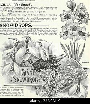 Lampadine, piante e sementi per la semina autunnale : 1897 . mescolandosi a loro. Quando è possibile,Buch plantings dell'Snowdrops dovrebbero essere permanenti. La Snowdrop e crocus, quando piantati inalternate cerchi, sono molto efficaci e seguire ogni loro così strettamente che nessuno spazio è lasciato in successione. Inbeds di tulipani e giacinti,Bucaneve sono molto effectivebetween linee ; essi flowerwhile queste lampadine sono justmoving la superficie e quandoil fiori sono oltre thereremains un elegante terra-lavoro di foglie verdi. Usedas una bordatura permanente e inmasses sui bordi di prati,immerso in erba, th Foto Stock