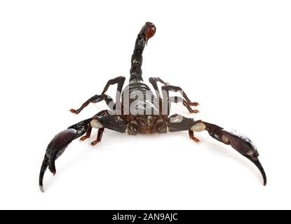 Heterometrus spinifer davanti a uno sfondo bianco Foto Stock