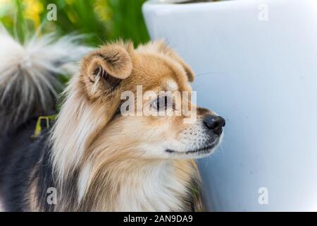 Close-up di un tibetano Spanie giovane biondo Spanie tibetano Foto Stock