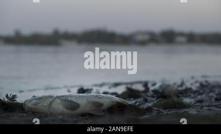 La puzza di pesce morto giacente sulla banca del fiume di rifiuti tossici di danneggiare la natura, avvelenamento da acqua Foto Stock