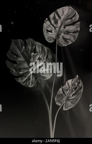 Foglie di monstera con ombra nei colori bianco e nero Foto Stock