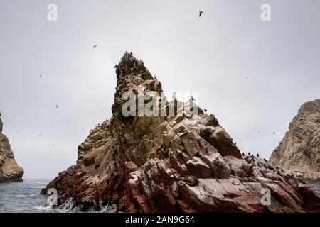 Uccelli e fauna selvatica sulle Isole Ballestas in Perù Foto Stock