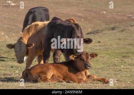 Tre giovani simpatico baby vacche, marrone, nero e beige vitelli rilassarsi in pascolo guardando la telecamera, uno che stabilisce due piedi Foto Stock