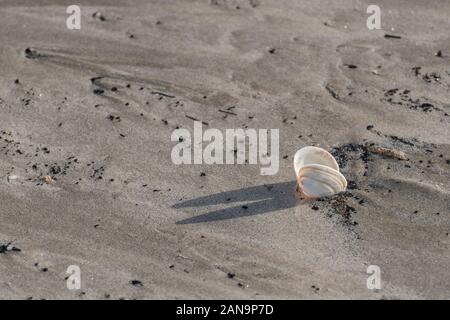 Il clam-come la conchiglia si è incagliata su una spiaggia di sabbia in Cornovaglia. Shell isolata, isolamento, solitario, tutti da solo, in solitaria, conchology studio. Foto Stock