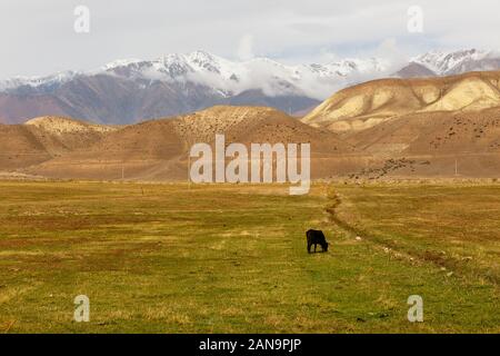 Mucca lambisce in un prato vicino alle montagne, Jumgal distretto, Kirghizistan Foto Stock