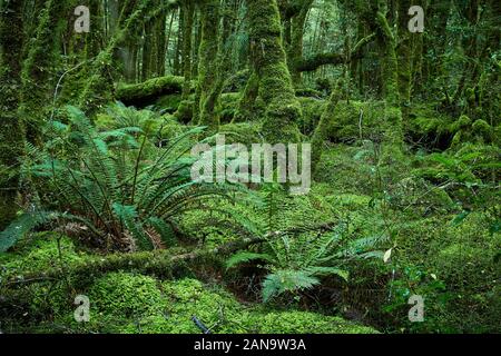 Alberi ricoperti di muschio e lussureggiante crescita di felci nella foresta pluviale temperata umida al Lago Gunn Nature Walk in Fjordland Nuova Zelanda Foto Stock