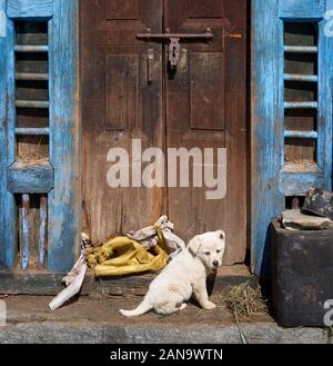 Cucciolo di cane pastore himalayano bianco alla porta di un edificio fattoria in un villaggio di montagna nella valle Saryu Uttarakhand India del Nord Foto Stock