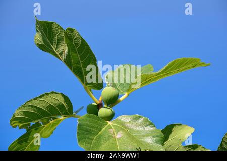 Verde, quasi fichi maturi su un ramo con grosse foglie contro il cielo azzurro Foto Stock